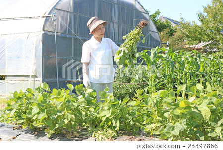 Household vegetable garden Edamame harvest stand up pose Household vegetable garden Edamame harvest stand up pose 23397866