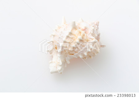 Seashell 23398013