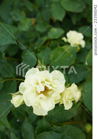 玫瑰(綠燈)Sakaki Chikumagawa玫瑰園 玫瑰(綠燈)Sakaki Chikumagawa玫瑰園 23398042