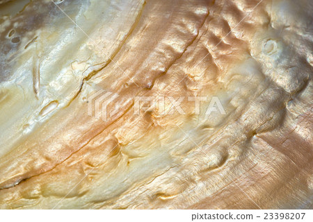 sea shell background, macro shot. 23398207