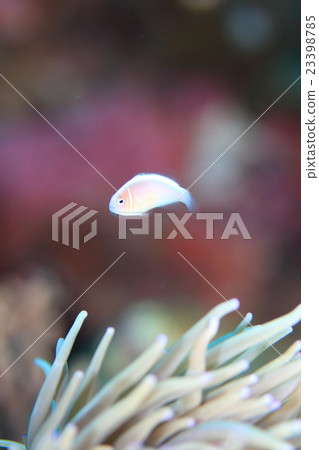 Hanabira anemone fish Hanabira anemone fish 23398785