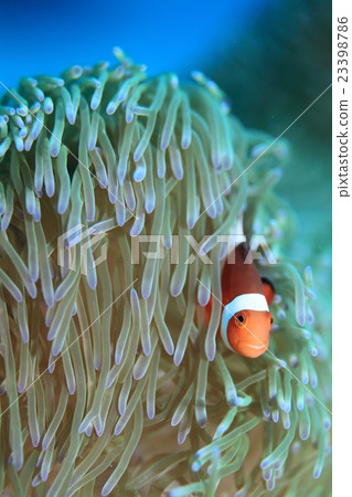 Clown anemonefish 23398786