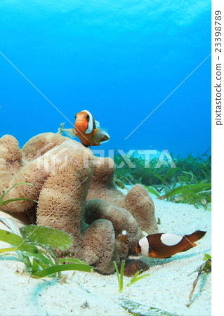 Touaka Anemonefish Touaka Anemonefish 23398789