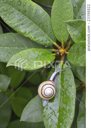 Snails of rainy season Snails of rainy season 23398822