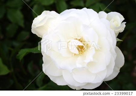 Rose (Iceberg) Sakaki Chikumagawa Rose Park Rose (Iceberg) Sakaki Chikumagawa Rose Park 23399017