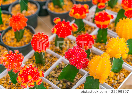 Beautiful small cactus field . 23399507