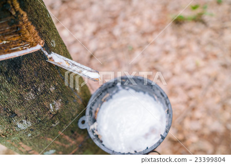 Milk of rubber tree flows into a bowl . 23399804