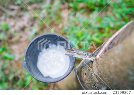 Milk of rubber tree flows into a bowl . Milk of rubber tree flows into a bowl . 23399807
