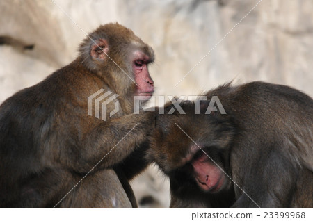 Japanese monkey grooming Japanese monkey grooming 23399968