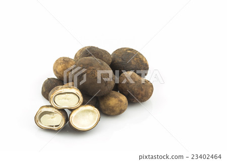 Sliced Barometer Earthstars mushroom. 23402464