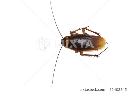 Cockroach on the white background 23402845