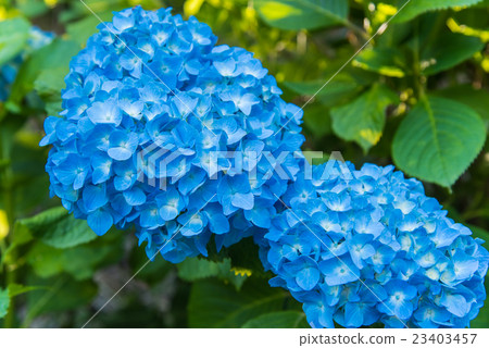 Blue hydrangea at the village of Ka Haya in Tsu City Mie Prefecture Blue hydrangea at the village of Ka Haya in Tsu City Mie Prefecture 23403457