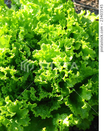 陽光生菜 23403545