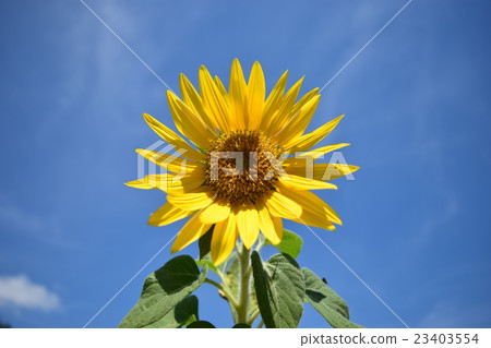 sunflower	 23403554