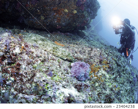 一名潛水員在Kamiko Motohima拍攝日本比目魚 一名潛水員在Kamiko Motohima拍攝日本比目魚 23404238