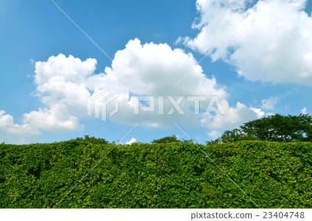 Wall green leaves with a blue sky clouds 23404748
