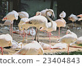 Pink flamingo birds in zoo 23404843