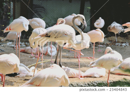 Pink flamingo birds in zoo Pink flamingo birds in zoo 23404843