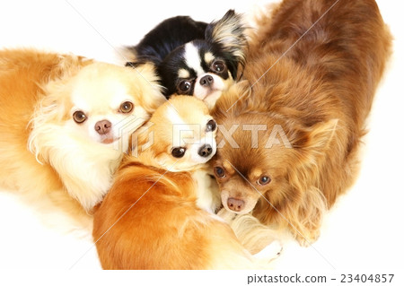 Chihuahua Chihuahua 23404857