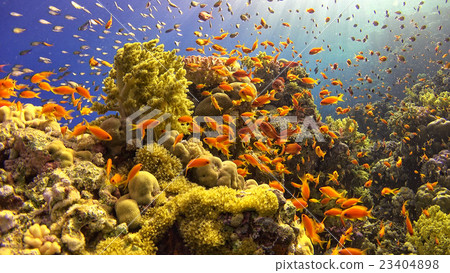 .Tropical Fish on Vibrant Coral Reef 23404898