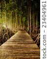 Walkway bridge in mangrove forests 23404961
