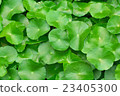 Green water hyacinth leaves growing 23405300