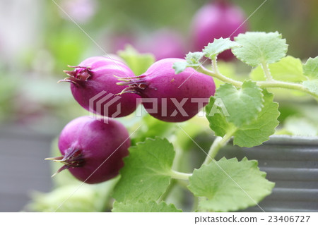 紫色蔓越莓 紫色蔓越莓 23406727