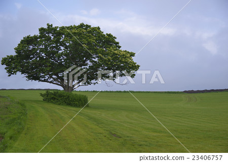 Prairie and tree Prairie and tree 23406757