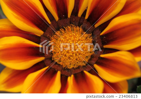 雜色菊大吻 23406813