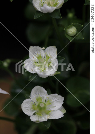 Kozushima Umeki-grass Kozushima Umeki-grass 23407328