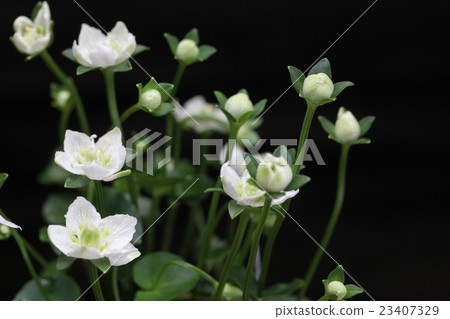 Kozushima Umeki-grass Kozushima Umeki-grass 23407329