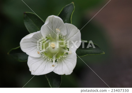 Kozushima Umeki-grass Kozushima Umeki-grass 23407330