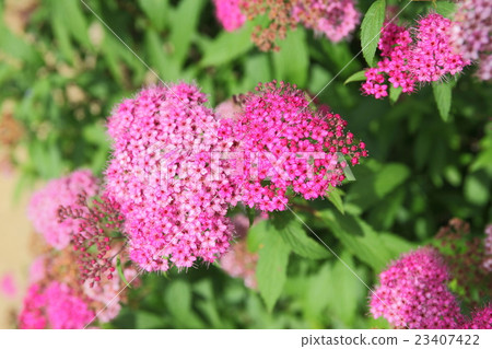 繡線菊 繡線菊 23407422