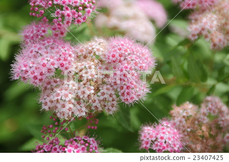 Shimotsuke 23407425