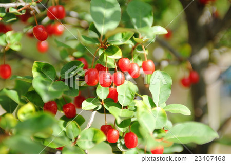 粘性水果 23407468