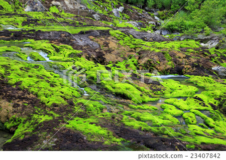 Green carpet Green carpet 23407842