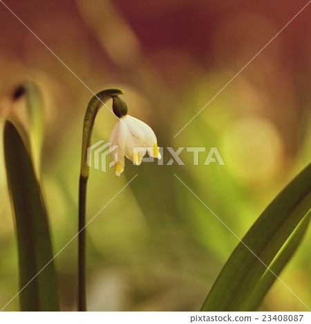 Beautiful blooming spring snowflakes flowers.  Beautiful blooming spring snowflakes flowers.  23408087
