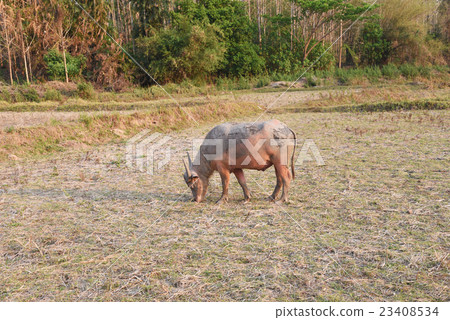 the buffalo is in the farm 23408534