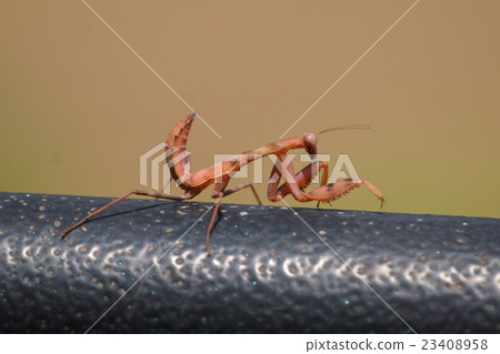 幼蟲幼蟲幼蟲 23408958