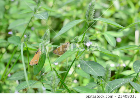 Ichimon dieseli and kitsunenomago (July - October, picture book available) 23409033