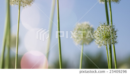 White Allium circular globe shaped flowers blow in 23409296