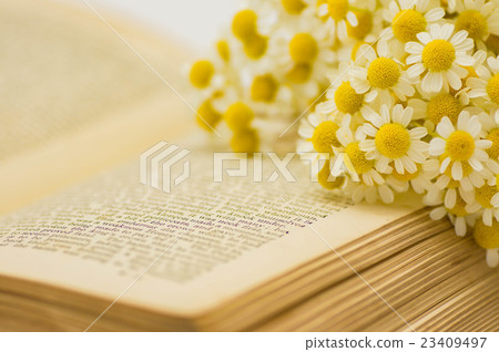 Foreign books and Marycalia 23409497