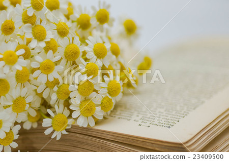 Foreign books and Marycalia 23409500