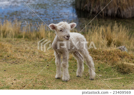 Baby lamb standing 23409569