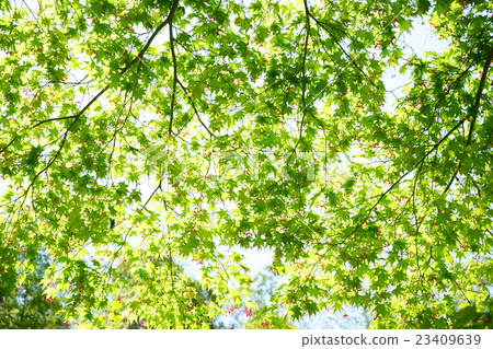 Fresh green · maple seed covers Fresh green · maple seed covers 23409639
