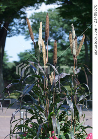 黑小米小米紫陛下 23409670