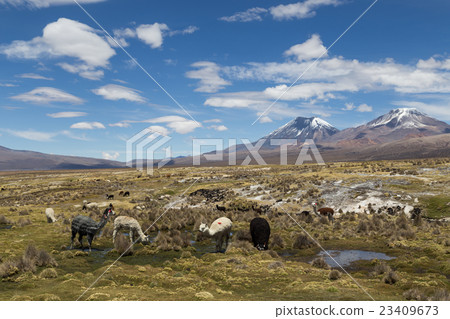 Lamas and Alpacas in Sajama National Park 23409673