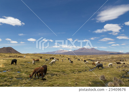 Lamas and Alpacas in Sajama National Park 23409676