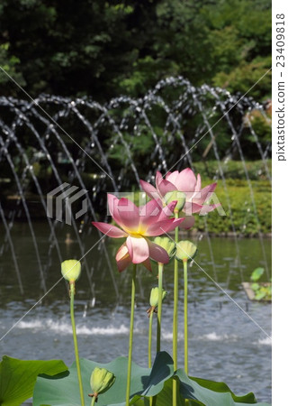 Lotus flower Lotus flower 23409818