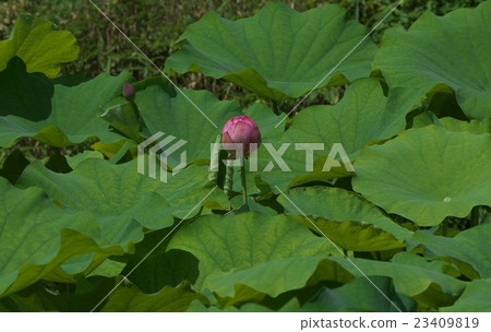 蓮花 蓮花 23409819